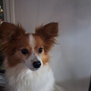 Meet your Posher, Joey